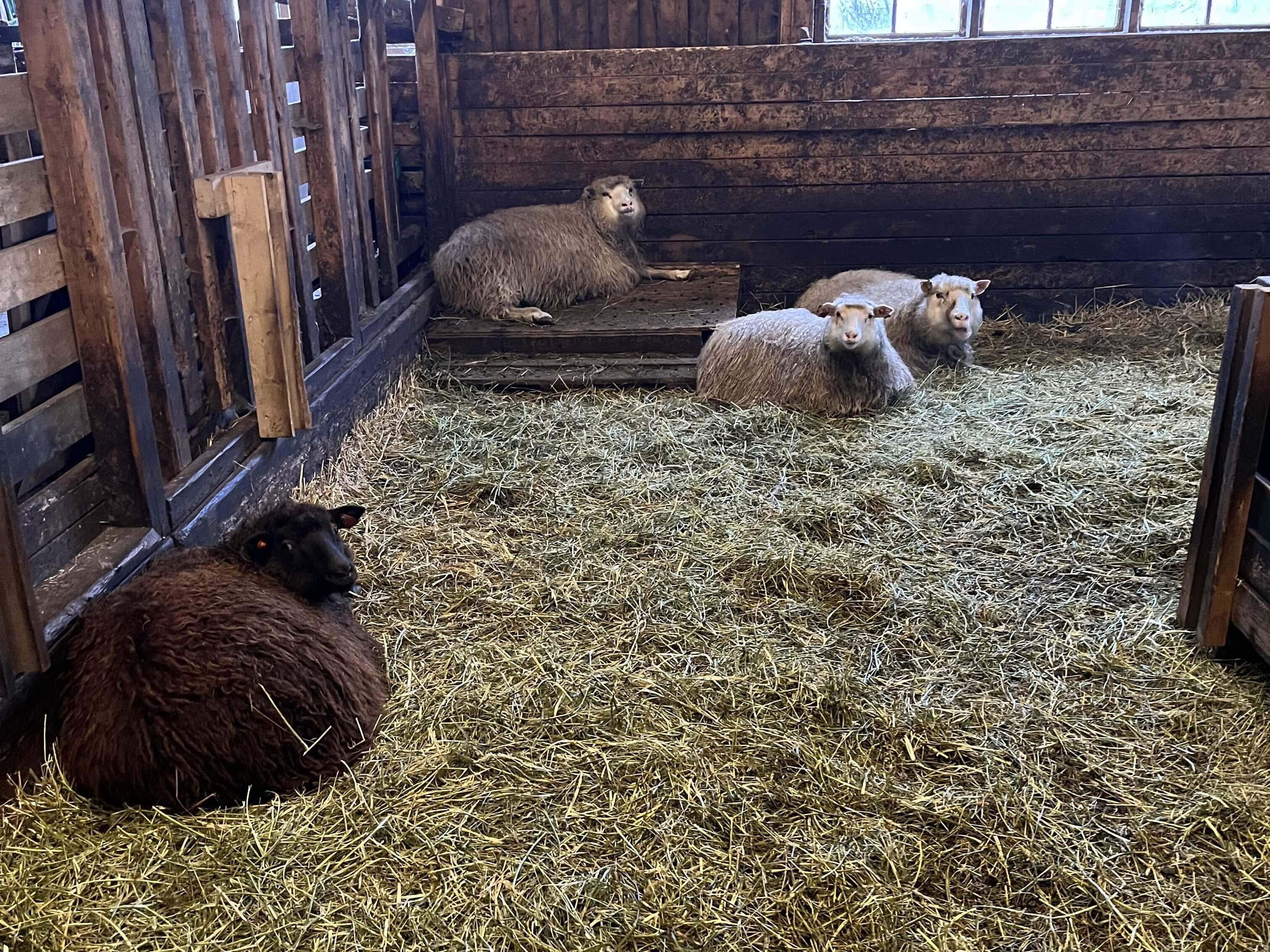 歐洲 WWOOF 換宿經驗分享